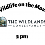 Wildlife on the Move*