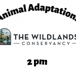 Animal Adaptations