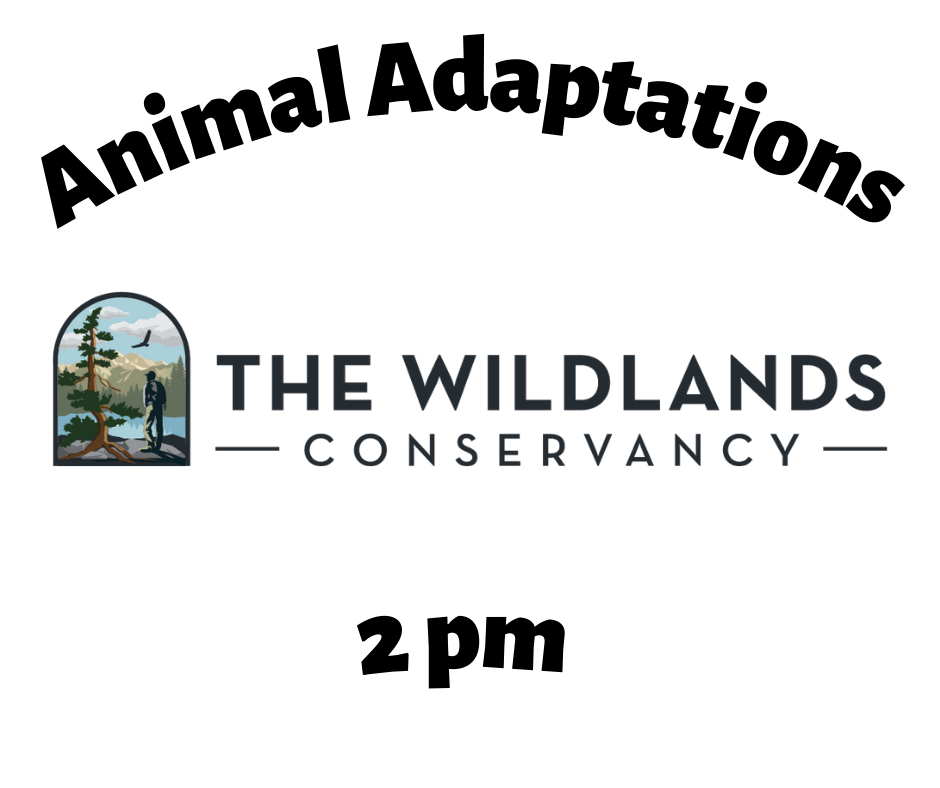 Animal Adaptations