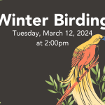 Winter Birding