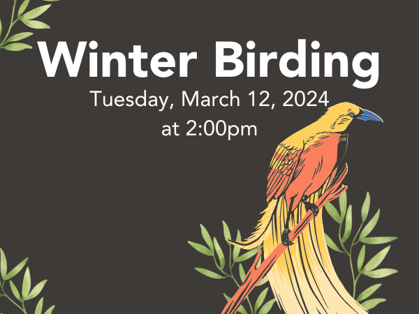 Winter Birding