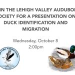 Duck Identification and Migration